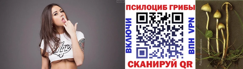 Псилоцибиновые грибы Cubensis  где купить   Электрогорск 